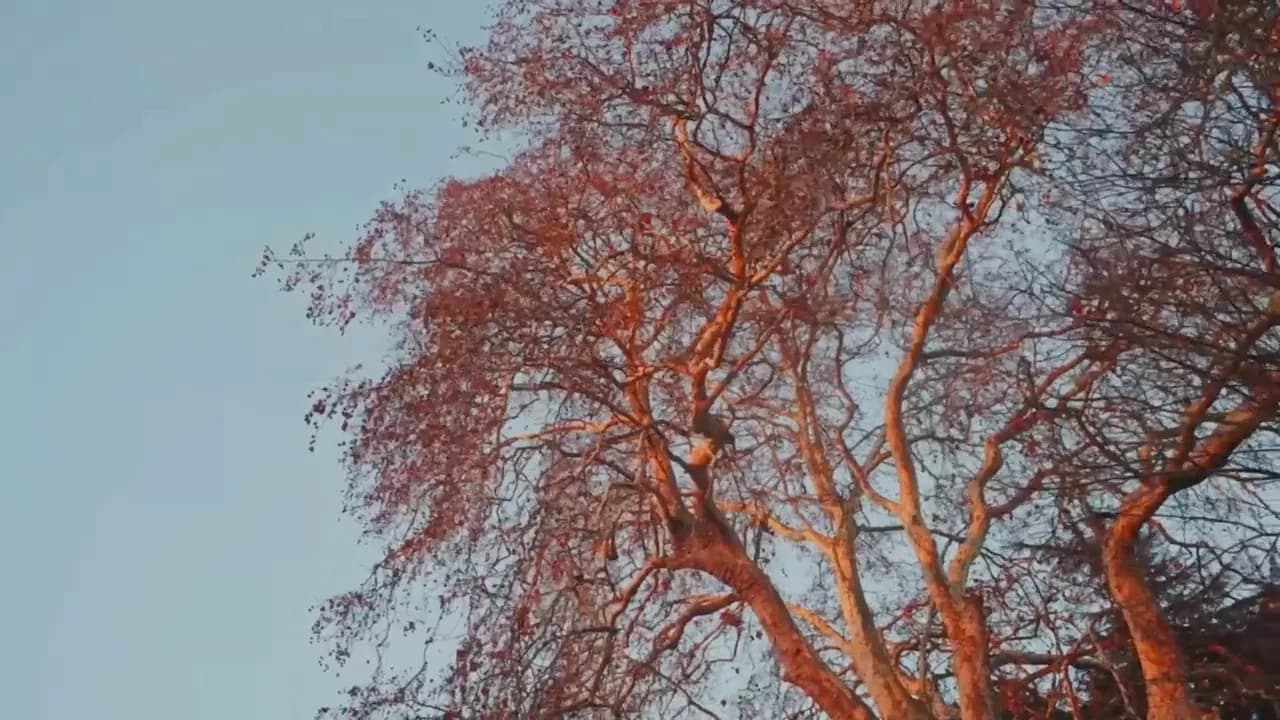 An autumn tree in the grounds beside the river