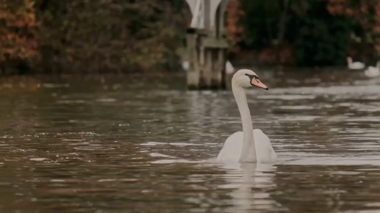 A mute swan on the Thames at Maidenhead, the bridge and the autumn bank soft behind it